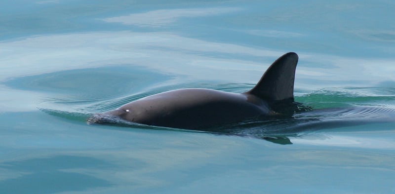 All hands on deck to save the vaquitas | World Animal Protection Australia