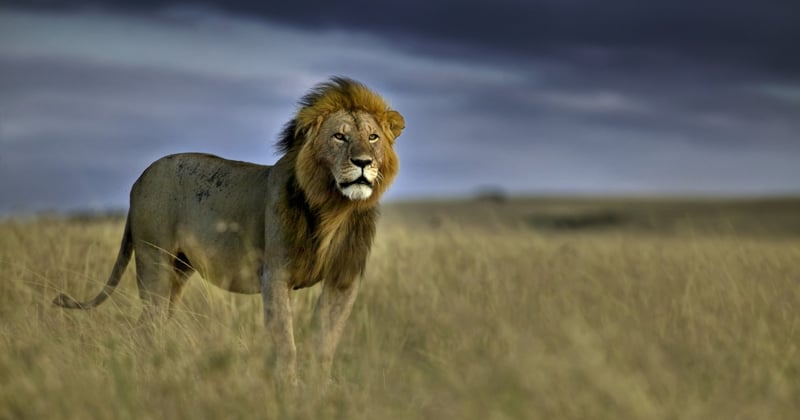 A storm cloud looms behind an adult male lion on the plains of the Masai Mara national reserve in Kenya.