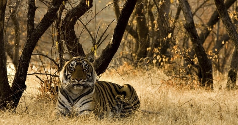 Wild tiger in India