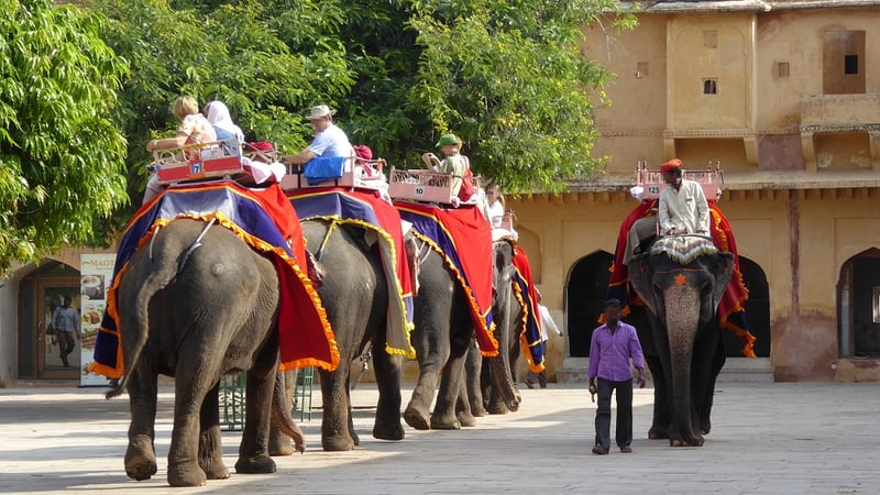 Elephants never forget their suffering for entertainment