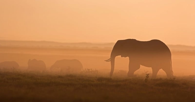 Travel industry checking out of animal cruelty