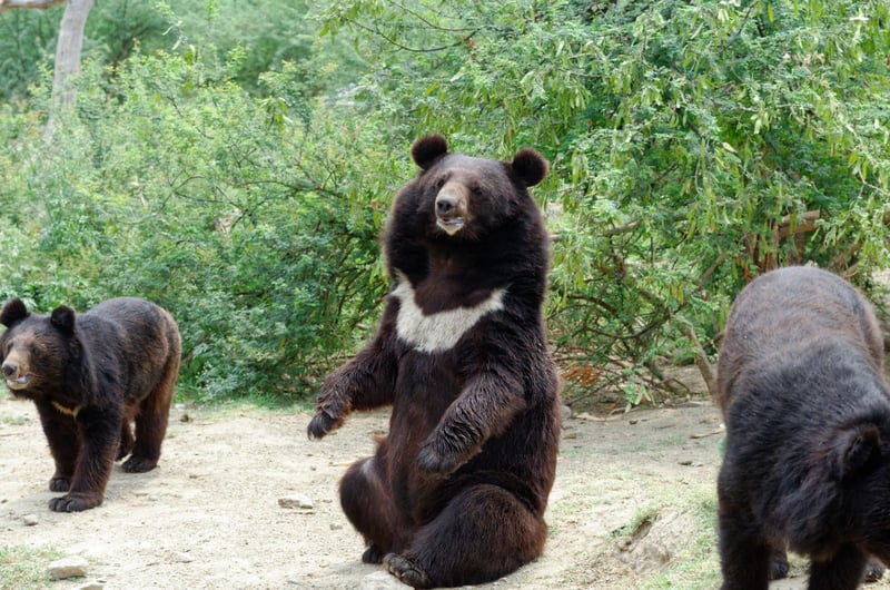 Balkasar-reservatet er hjem for reddede bjørne