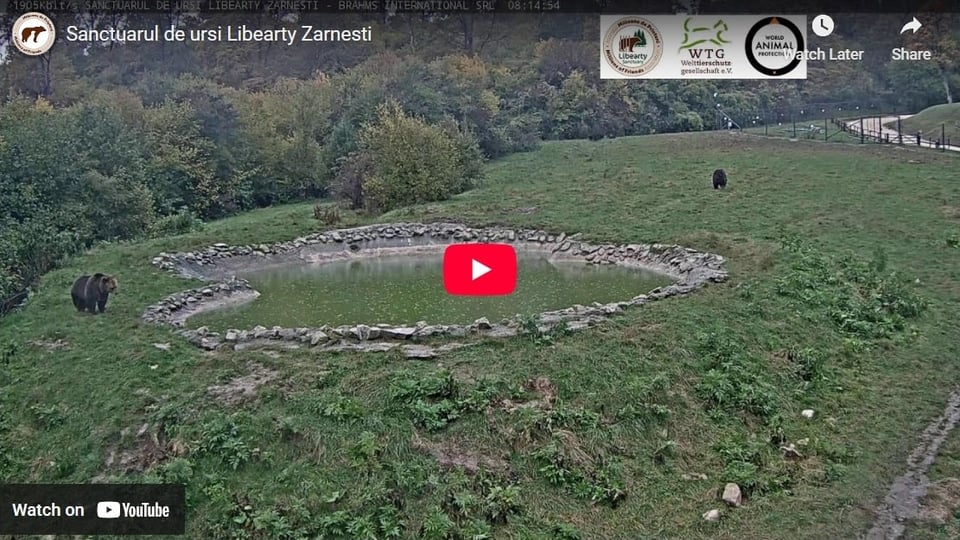 Libearty Bear Sanctuary live stream