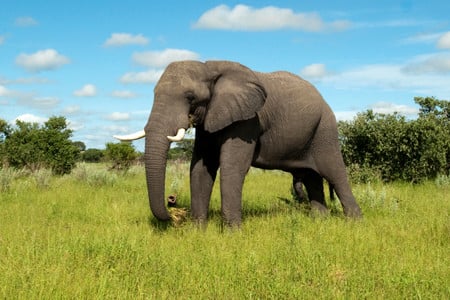 African elephant