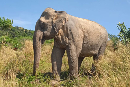 Asian elephant