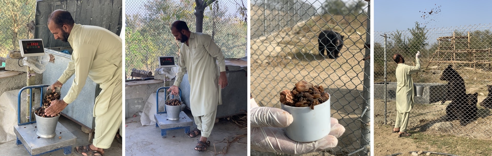 Bears enjoy a special treat at Balkasar Bear Sanctuary