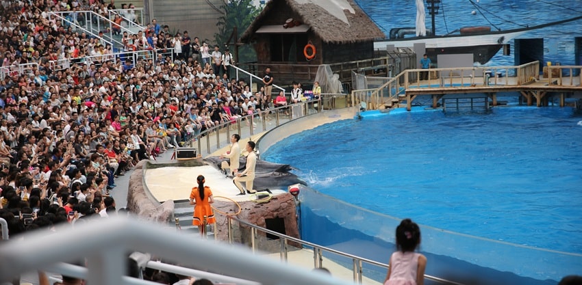 Dolphin show in China
