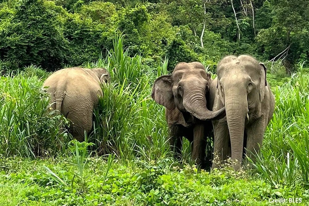 Elephant sanctuary