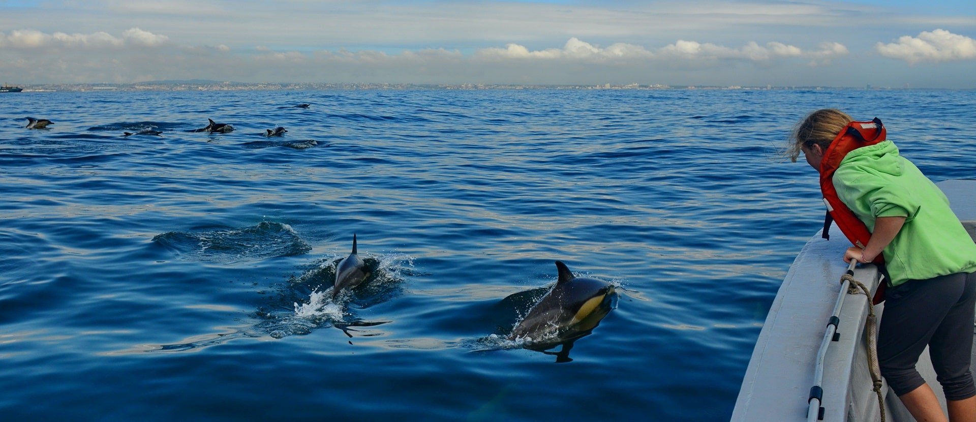 Dolphin watching in Algoa Bay