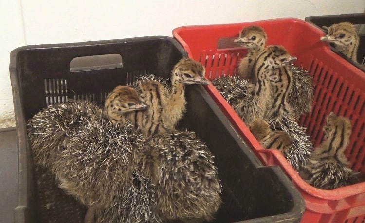 Baby ostriches