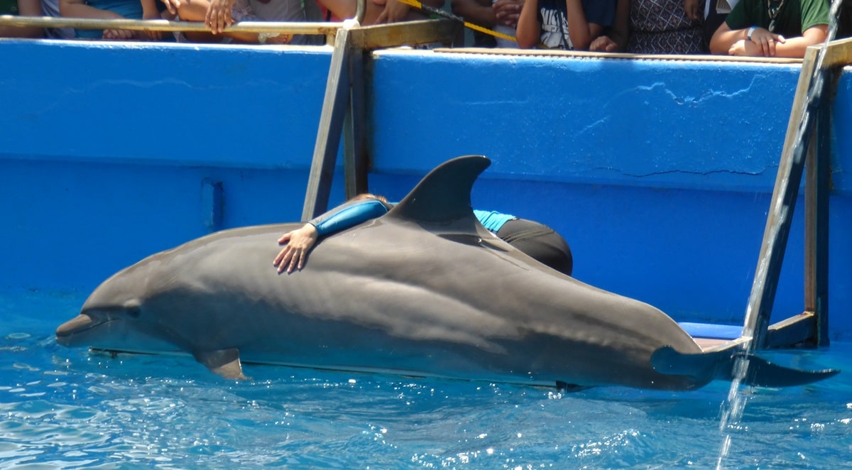 Dolphin entertainment venue