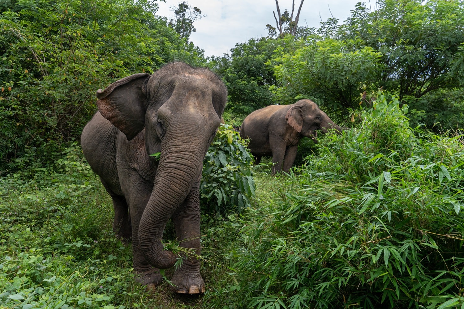 Elephant sanctuary