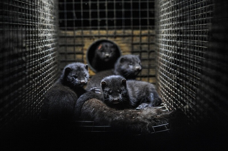 Mink on a fur farm