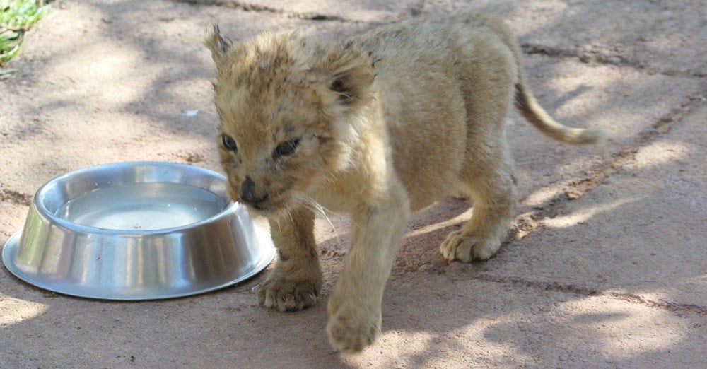 Lion cub at South African farm