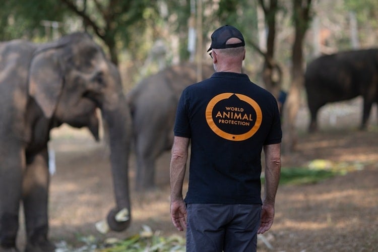 Country Director, Ben Pearson, with rescued elephants